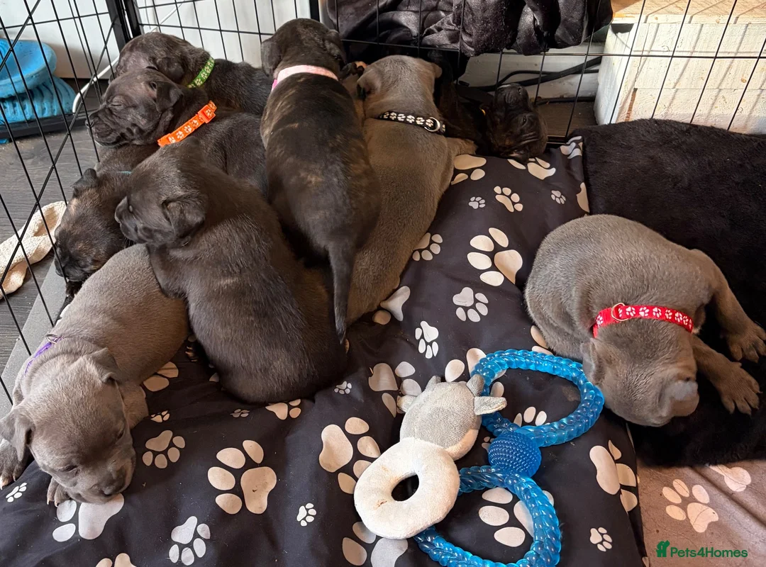 Staffordshire Bull Terrier dogs for sale: Staffie Puppies - blue & brindle in Ellesmere Port - Advert 1