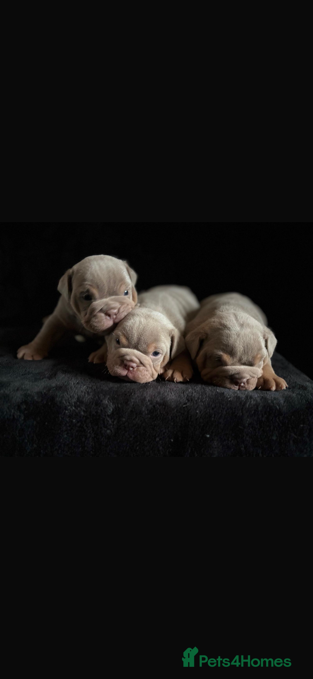 English Bulldog dogs for sale: 2 English bulldog 'lilac' puppies READY 8TH DEC 25 - Advert 5