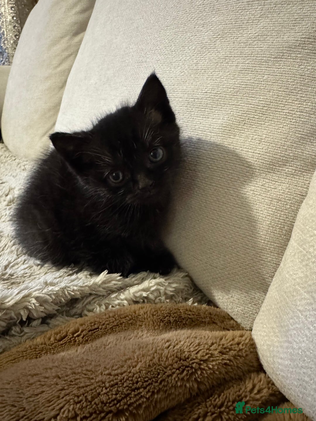 British Longhair cats for sale: Half bsh kittens  - Advert 3