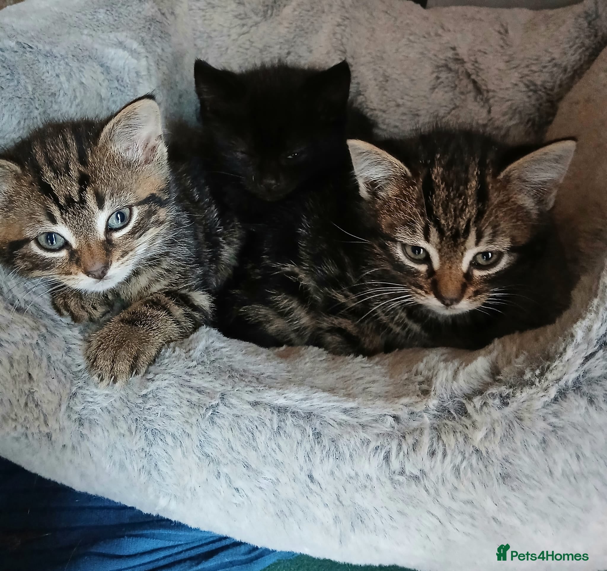 British Shorthair cats Black and tabby kittens looking for a new home - Advert 2