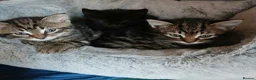 British Shorthair cats for sale: Black and tabby kittens looking for a new home - Advert 1