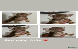 French Bulldog dogs for sale: Outstanding Frenchie’s!! Ready to go in 1 week - Image 2