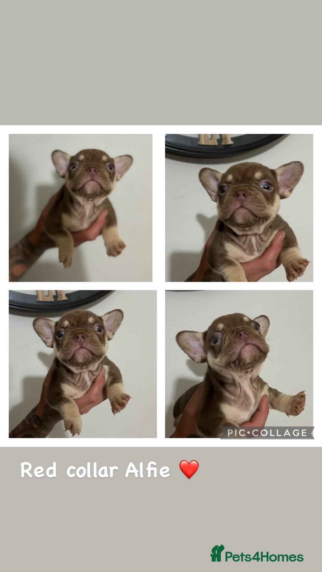 French Bulldog dogs for sale: Outstanding Frenchie’s!! Ready to go in 1 week - Image 2