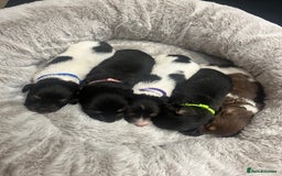 Dachshund dogs for sale: Tiny long haired piebald dachshunds for sale ! - Image 1
