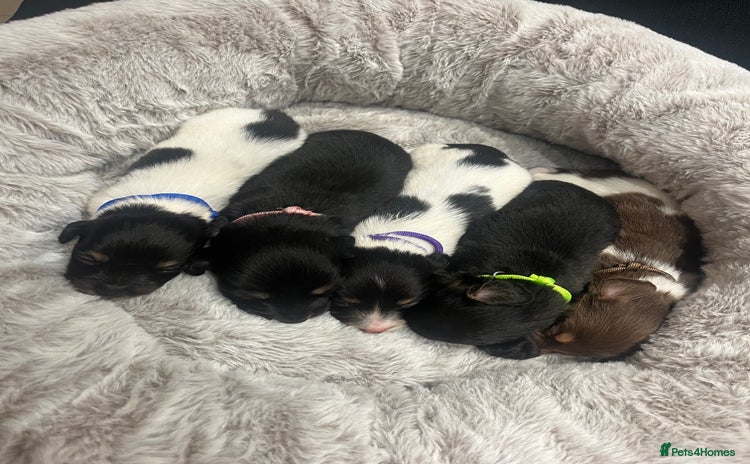 Dachshund dogs - Advert 10