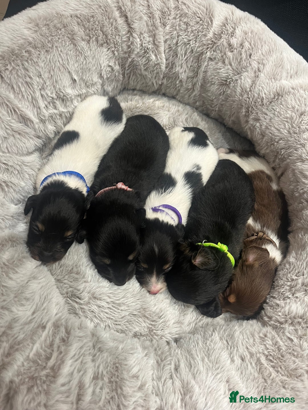 Dachshund dogs for sale: Tiny long haired piebald dachshunds for sale ! - Image 1