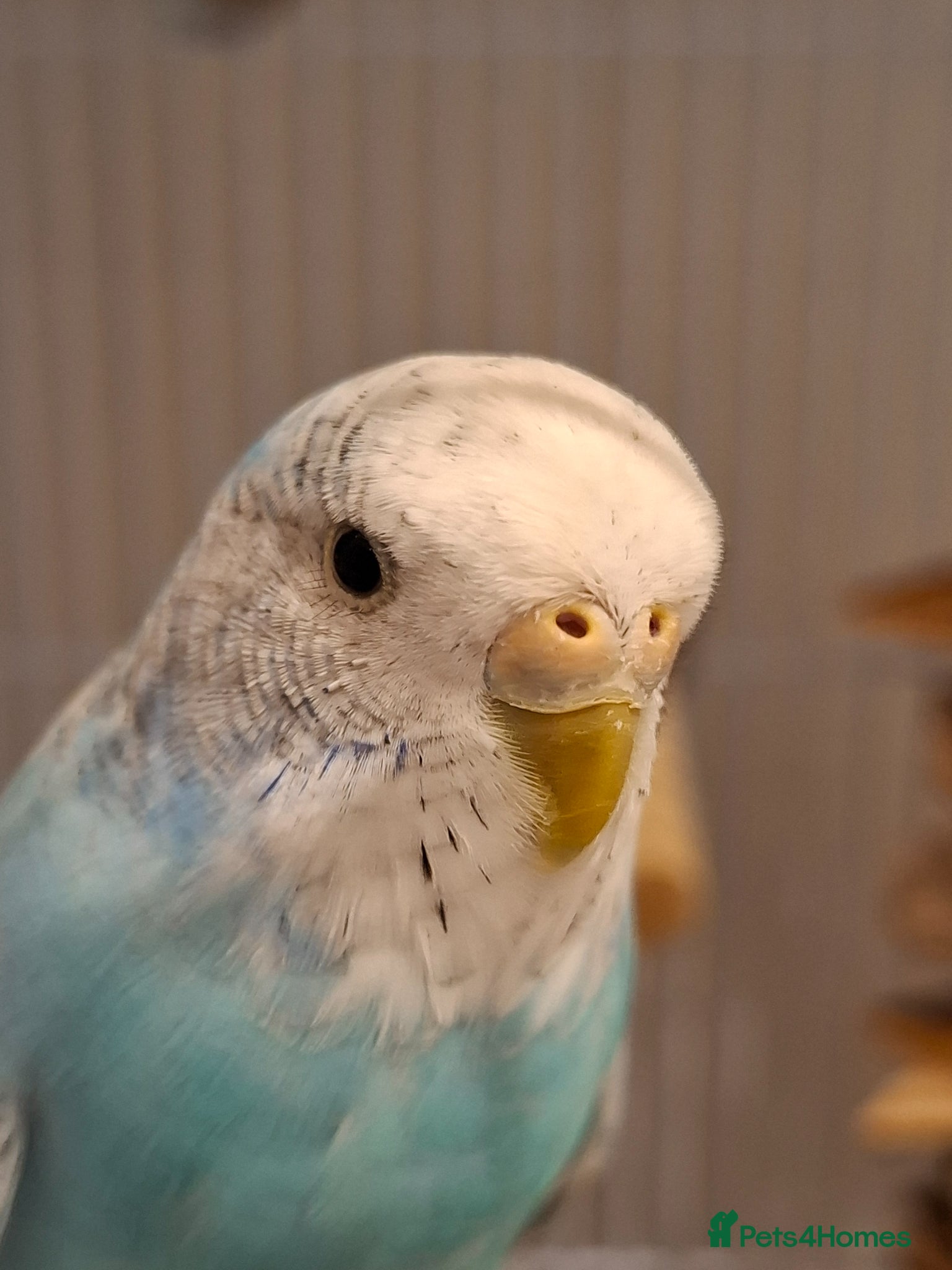 Budgerigars birds Blue Grey White Female Budgie - Advert 13