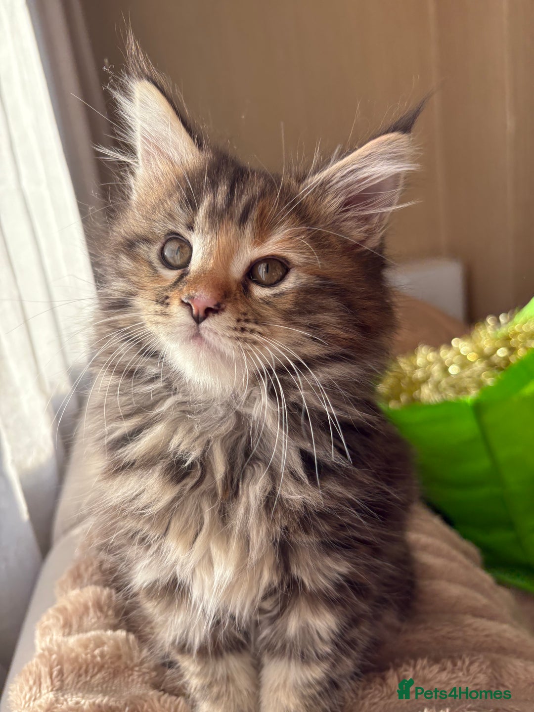 Maine Coon cats for sale: Maine Coon Kittens — Fluffy, Friendly - Advert 15