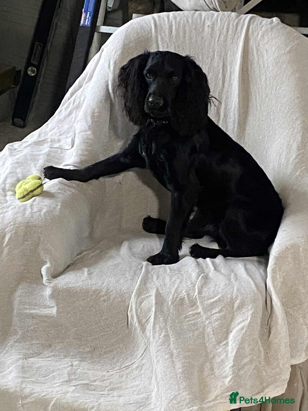 Cocker Spaniel dogs for sale: Cocker spaniel  - Advert 2