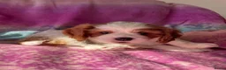Cavalier King Charles Spaniel dogs for sale: Cavalier Puppies - Advert 4