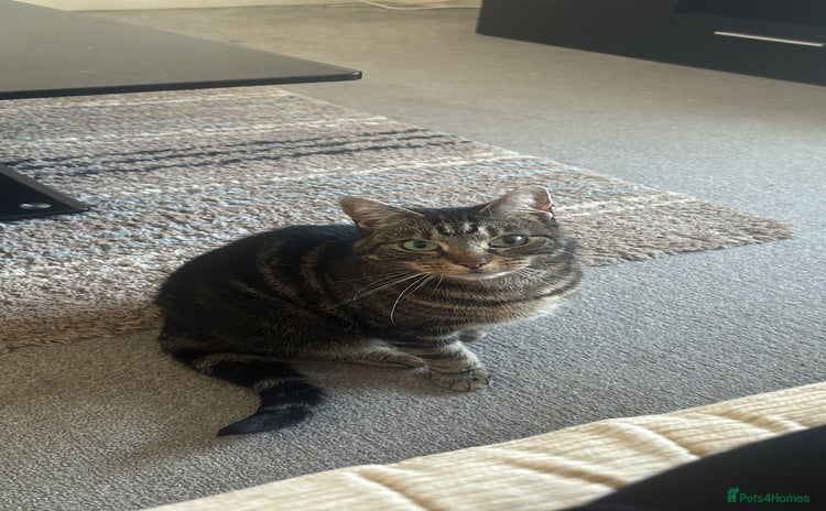 Domestic Shorthair cats - Advert 11