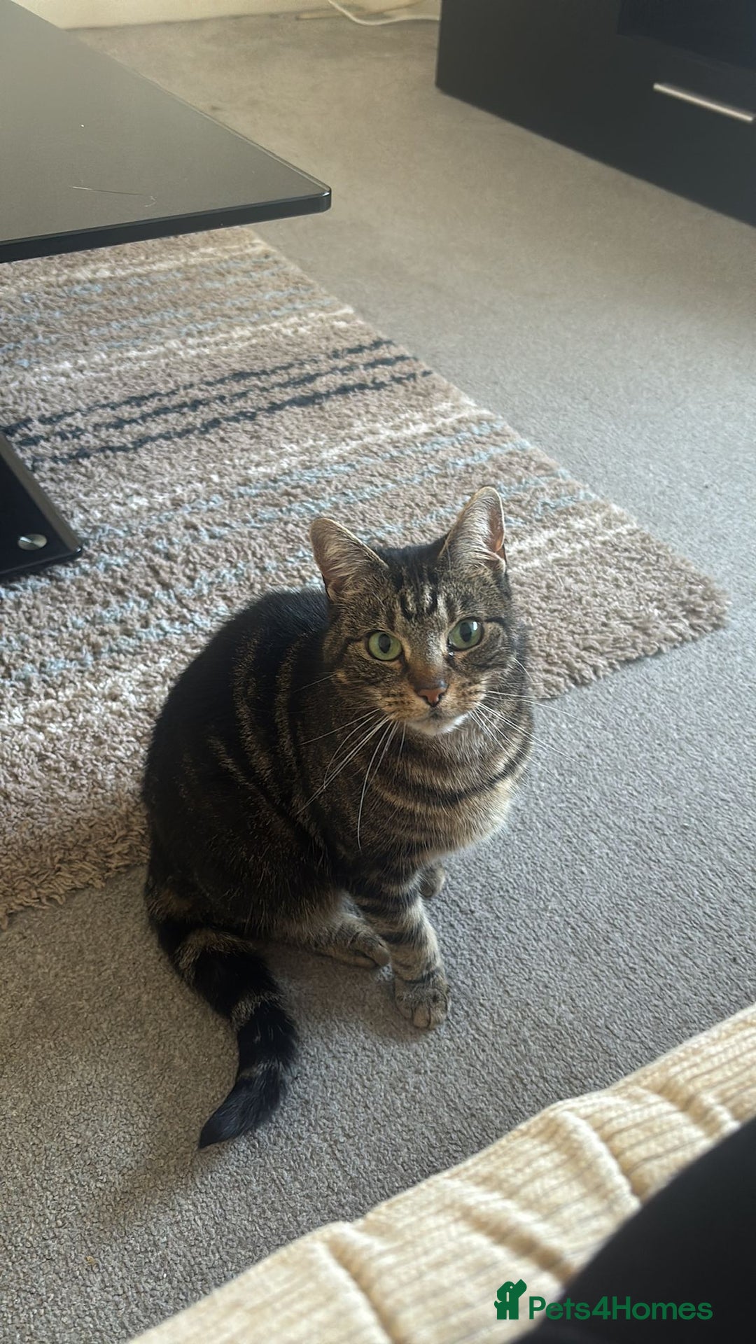 Domestic Shorthair cats for sale: Cleo needs a loving home - Image 1