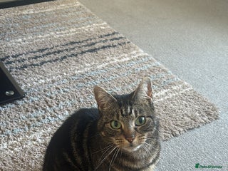 Domestic Shorthair cats - Advert 23