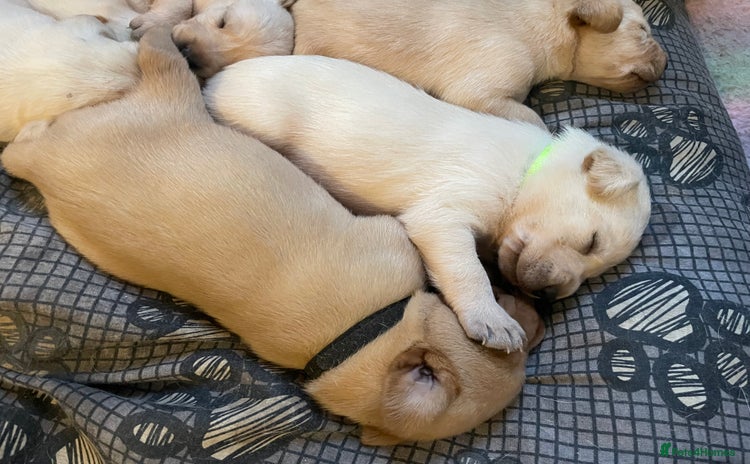 Labrador Retriever dogs - Advert 4