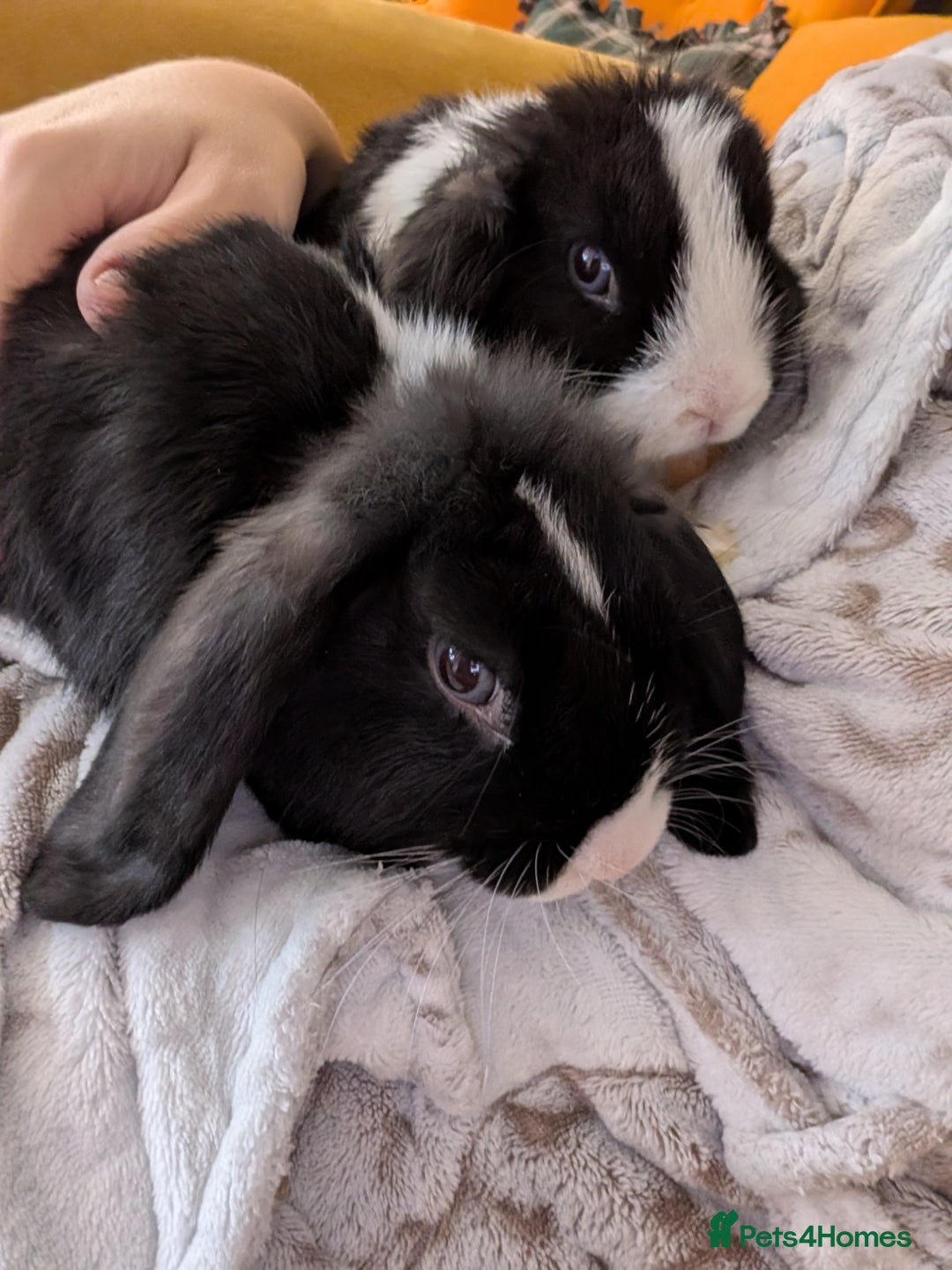 Mini Lop rabbits for sale: Two Friendly Male Mini Lops in Black and White  - Advert 2
