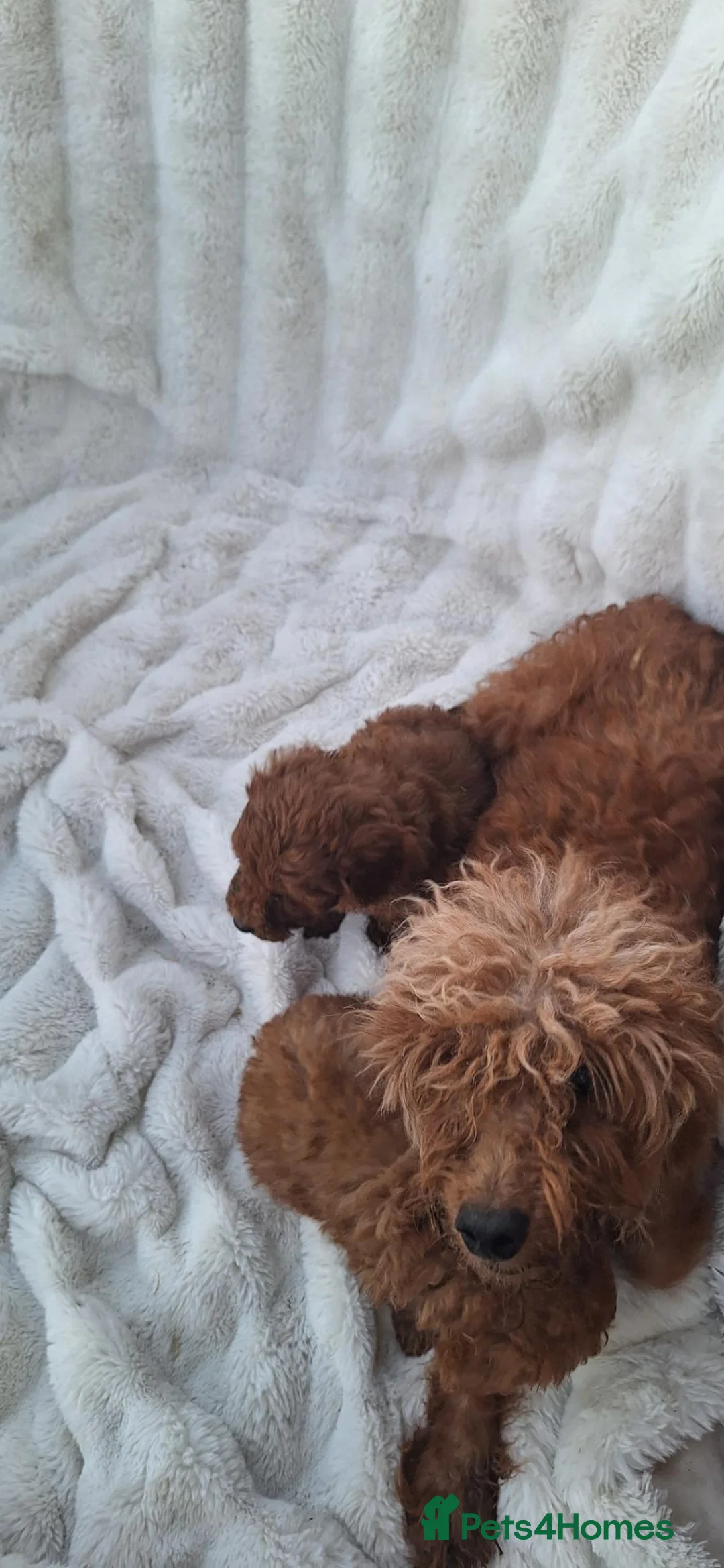 Miniature Poodle dogs for sale: 6 beautiful miniture poodle puppies - Advert 2