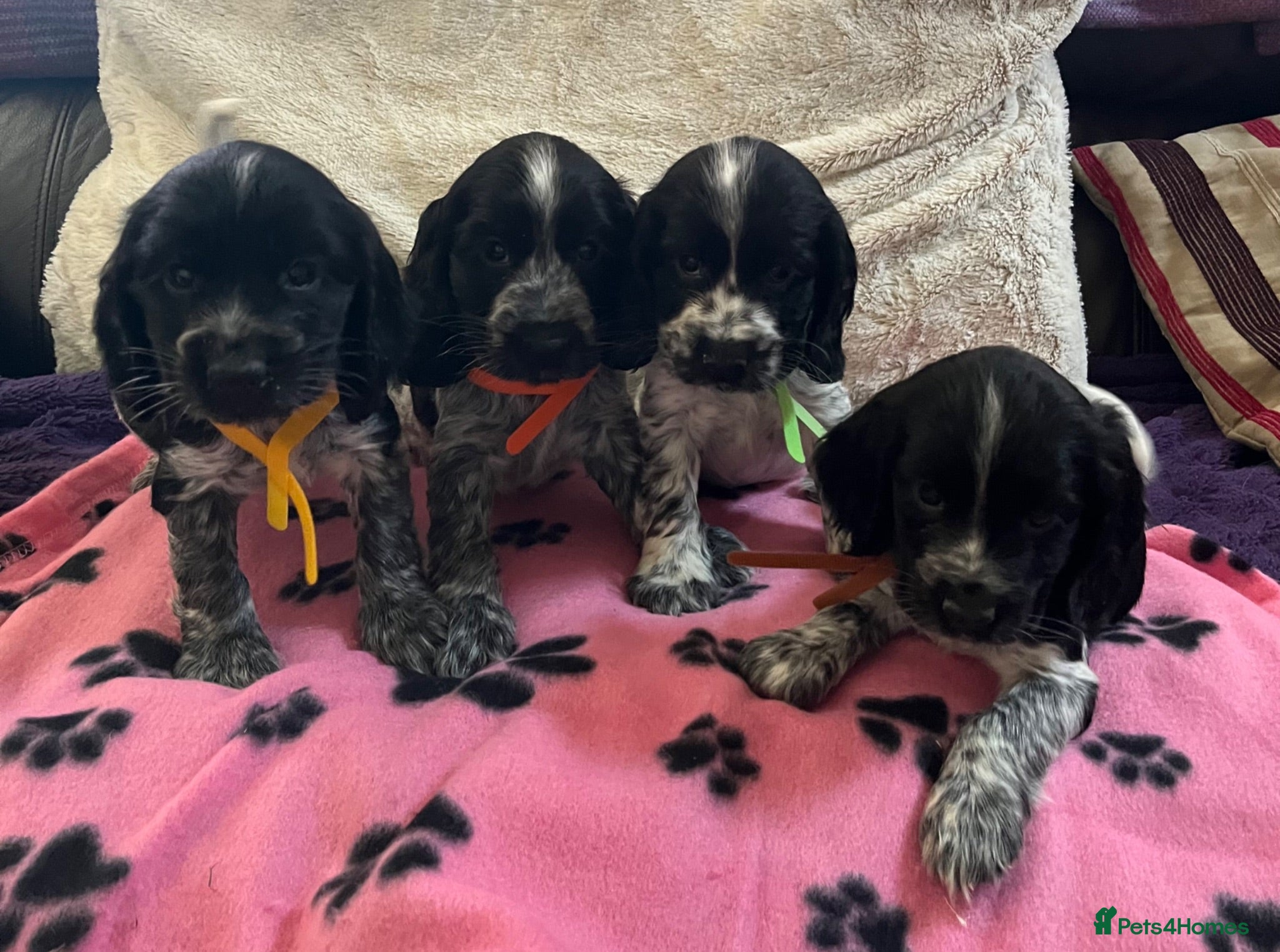 Cocker Spaniel dogs Stunning show type cocker spaniel puppies  - Advert 14