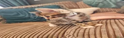 Bengal cats for sale: Begal cross kittens  - Advert 34