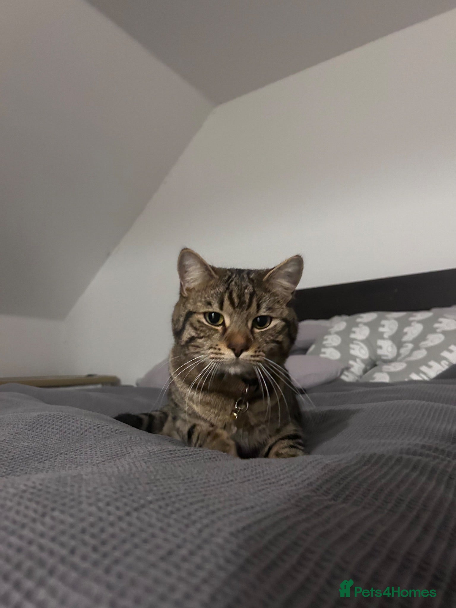 Mixed Breed cats Beautiful fluffy tabby’s  - Advert 2
