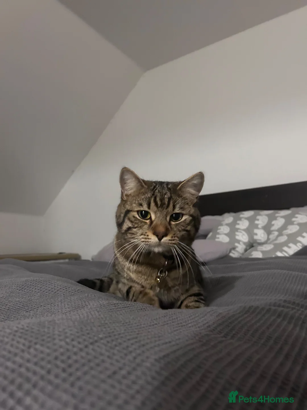 Mixed Breed cats for sale: Beautiful fluffy tabby’s  - Advert 2