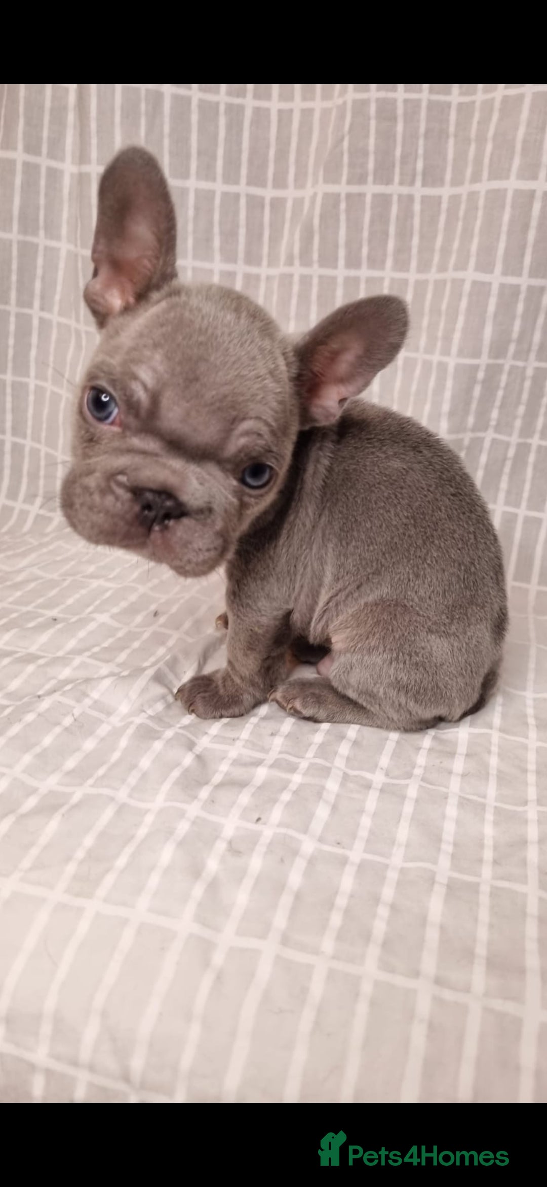 French Bulldog dogs for sale: Outstanding French Bulldog Puppies – KC - Image 3