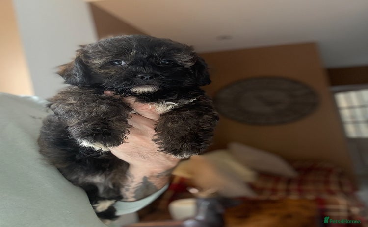 Shihpoo dogs - Advert 2