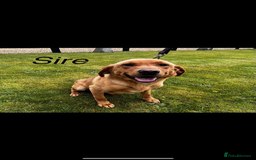 Labrador Retriever dogs for sale: 🐶 Stunning Fox Red & Yellow Labrador Puppies 🐶 - Image 10