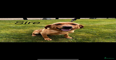 Labrador Retriever dogs - Advert 13