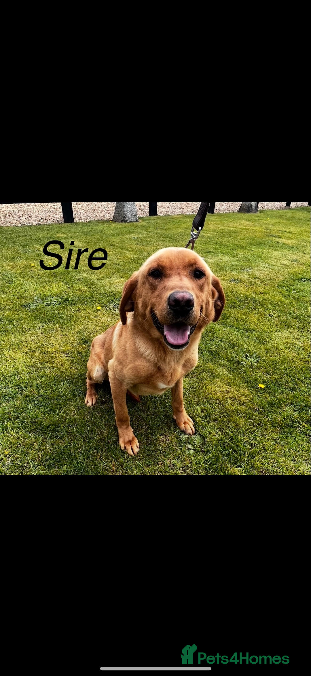 Labrador Retriever dogs for sale: 🐶 Stunning Fox Red & Yellow Labrador Puppies 🐶 - Image 10
