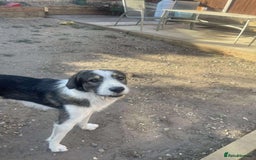 Mixed Breed dogs for adoption: Ringo is looking for a new home - Image 5