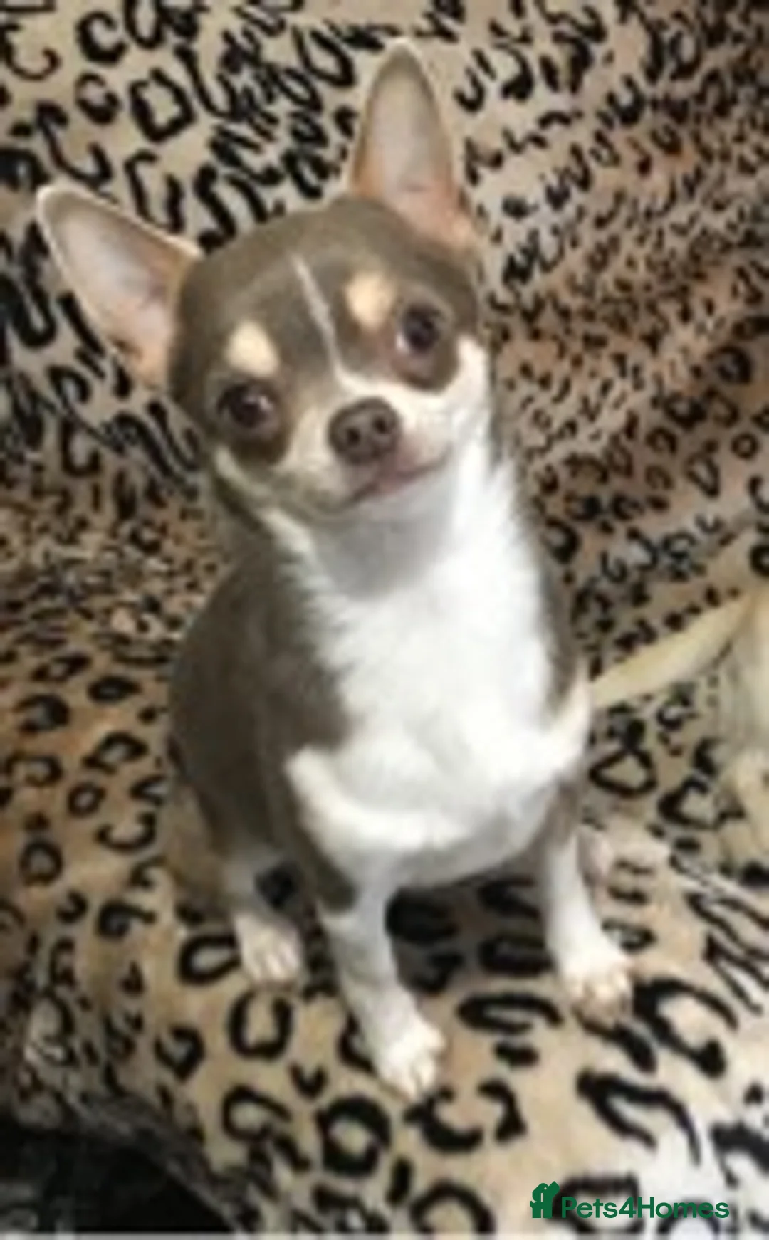 Chihuahua dogs for stud: KC STUD BOYS . STUD ONLY.  in Mansfield - Advert 6