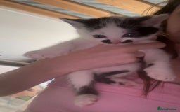 Mixed Breed cats for sale: Kittens for sale - Image 5