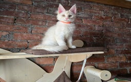 Maine Coon cats for sale: Reduced price- Last 2x Kittes - TICA MaineCoon - Image 17