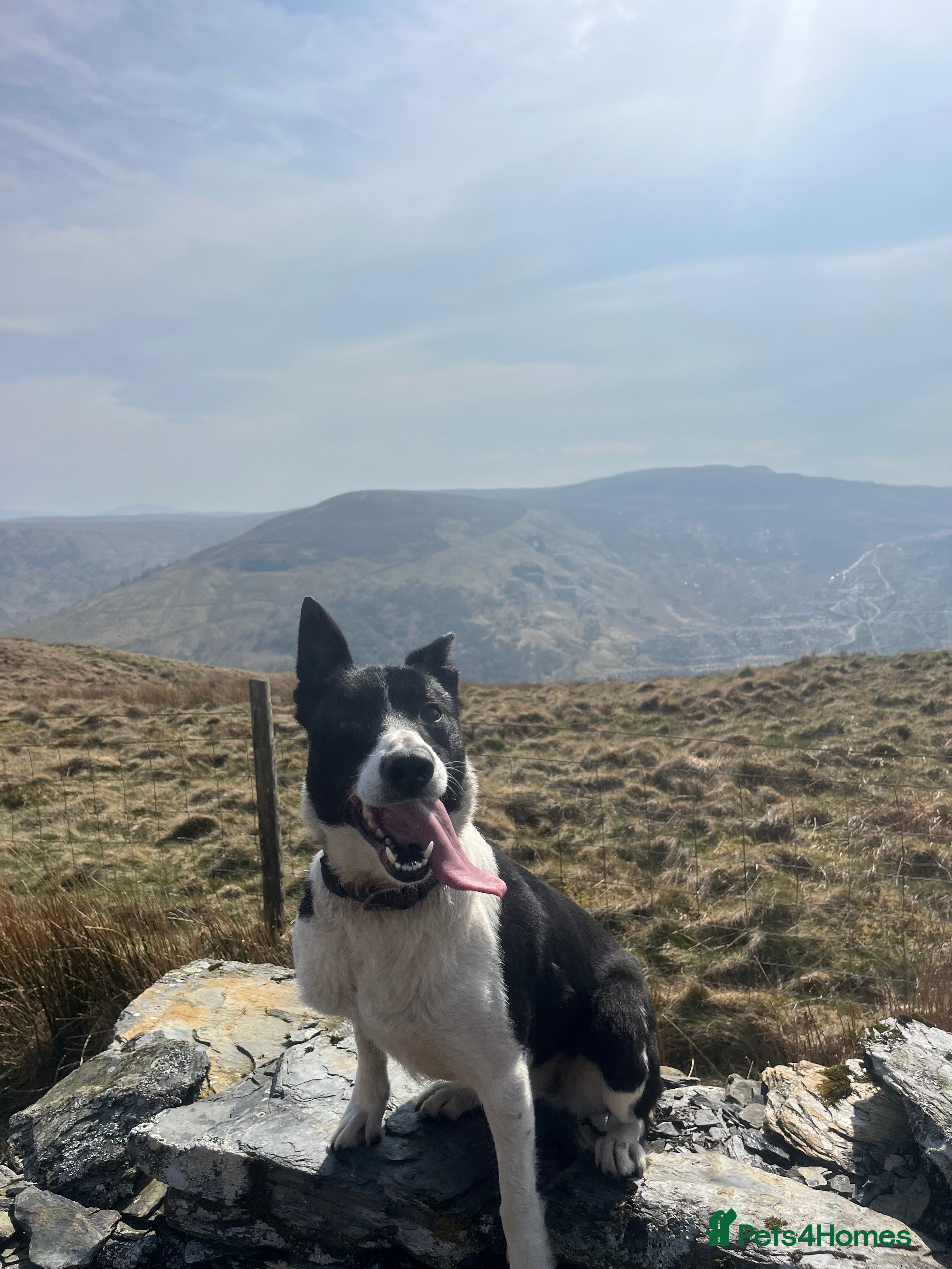 Border Collie dogs Lovely border collie  - Advert 16