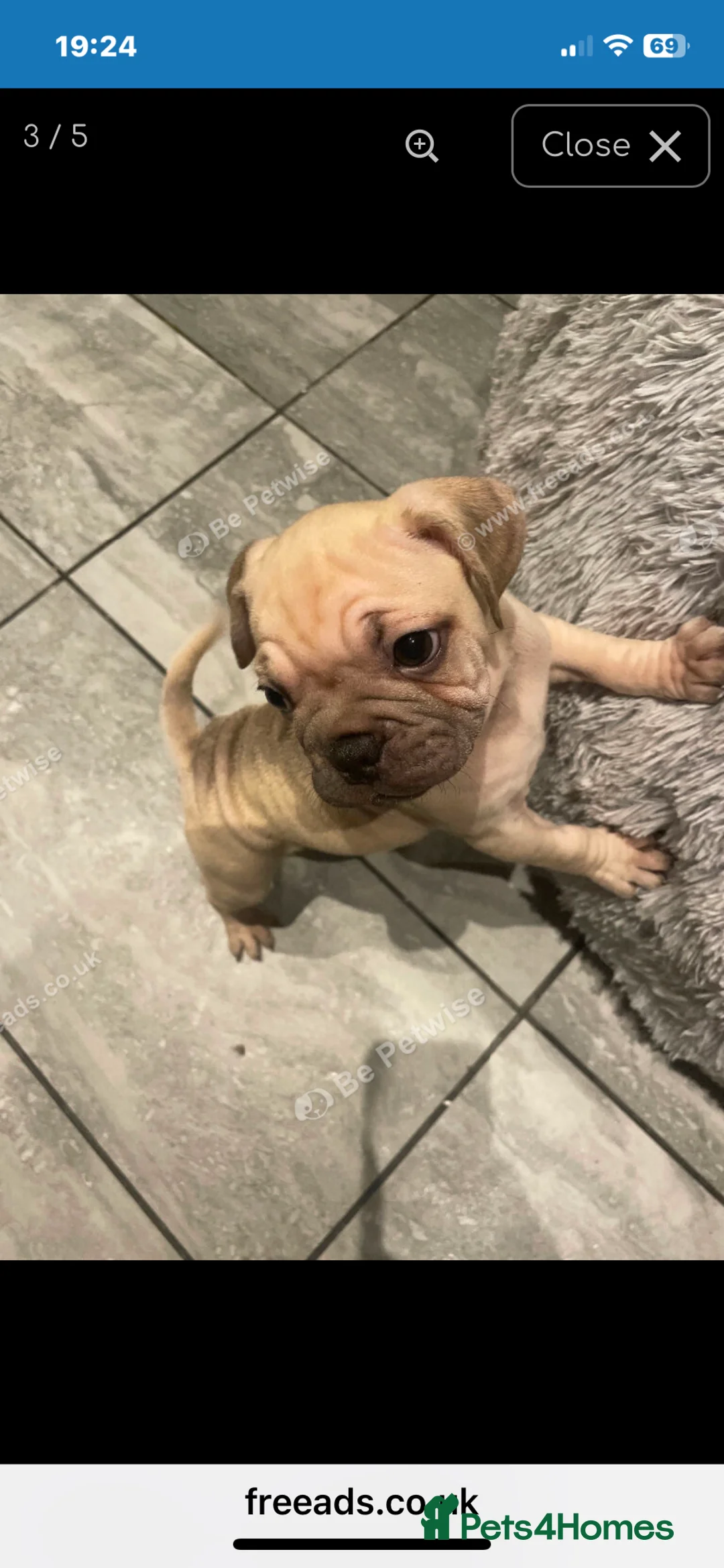 Mixed Breed dogs for sale: Frugs - Advert 2