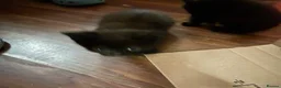 Mixed Breed cats for sale: Kittens  in Preston - Advert 6