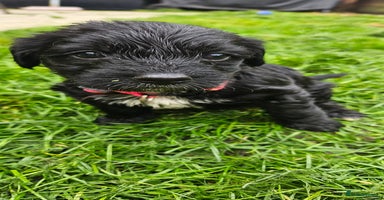 Mixed Breed dogs - Advert 2