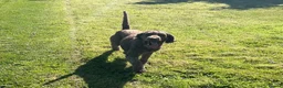 Standard Poodle dogs for sale: Adult Standard Poodle For Sale - Advert 3