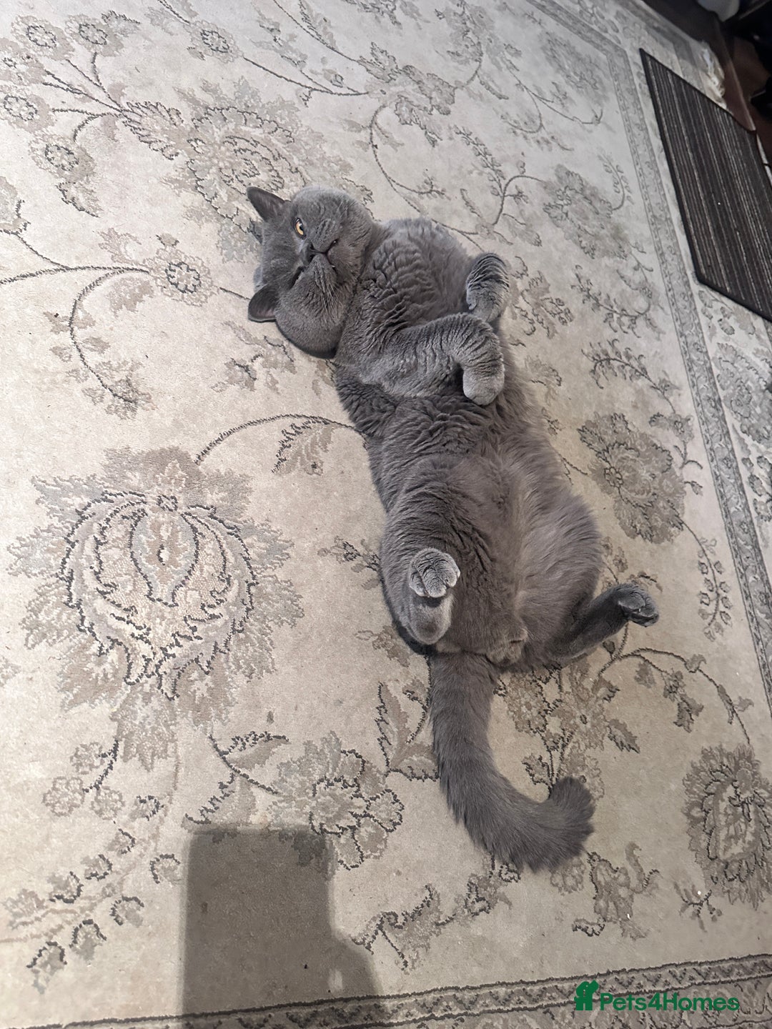 British Shorthair cats for sale: Colourpoint British Shorthair - Image 8