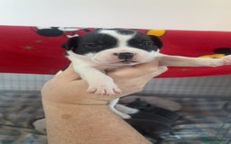 Staffordshire Bull Terrier dogs for sale: Staffordshire bull terriers  - Image 16