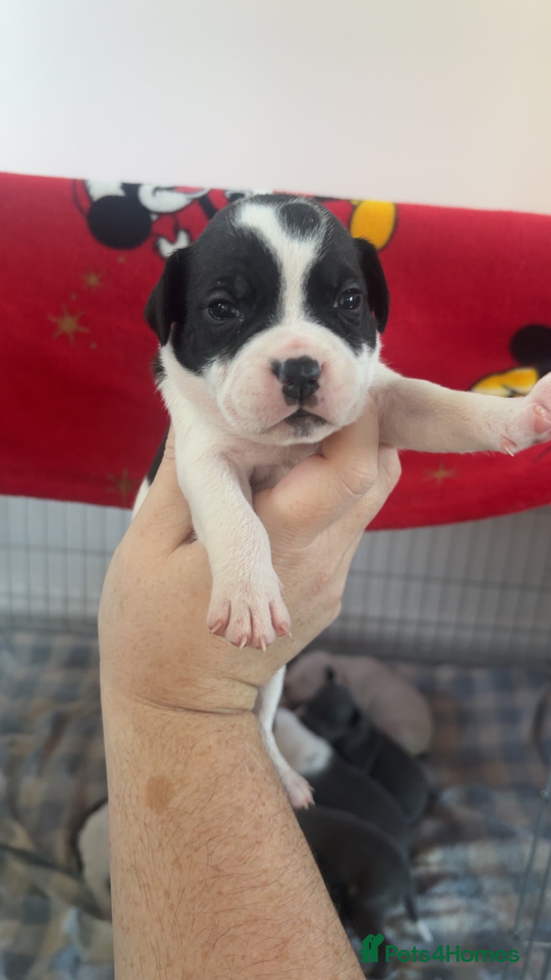 Staffordshire Bull Terrier dogs for sale: Staffordshire bull terriers  - Image 16