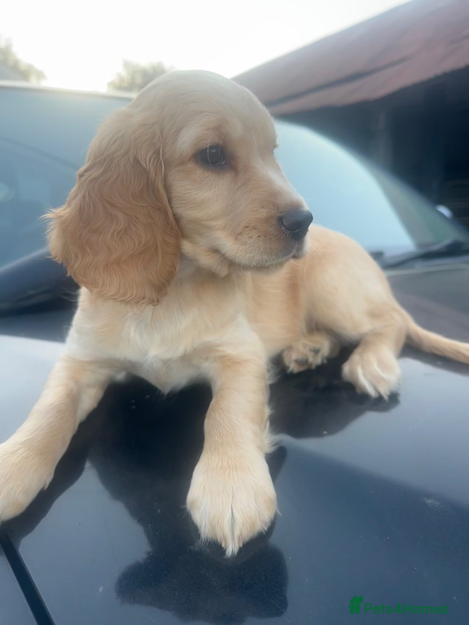 Sprocker dogs 🐾 Beautiful Sprocker Spaniel Puppies 🐾 - Advert 9