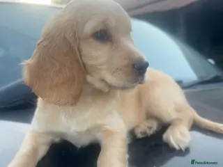 Sprocker dogs 🐾 Beautiful Sprocker Spaniel Puppies 🐾 - Advert 15
