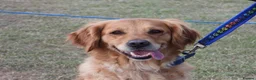 Golden Retriever dogs for sale: Golden Retriever puppies  in Saltburn-by-the-Sea - Advert 26