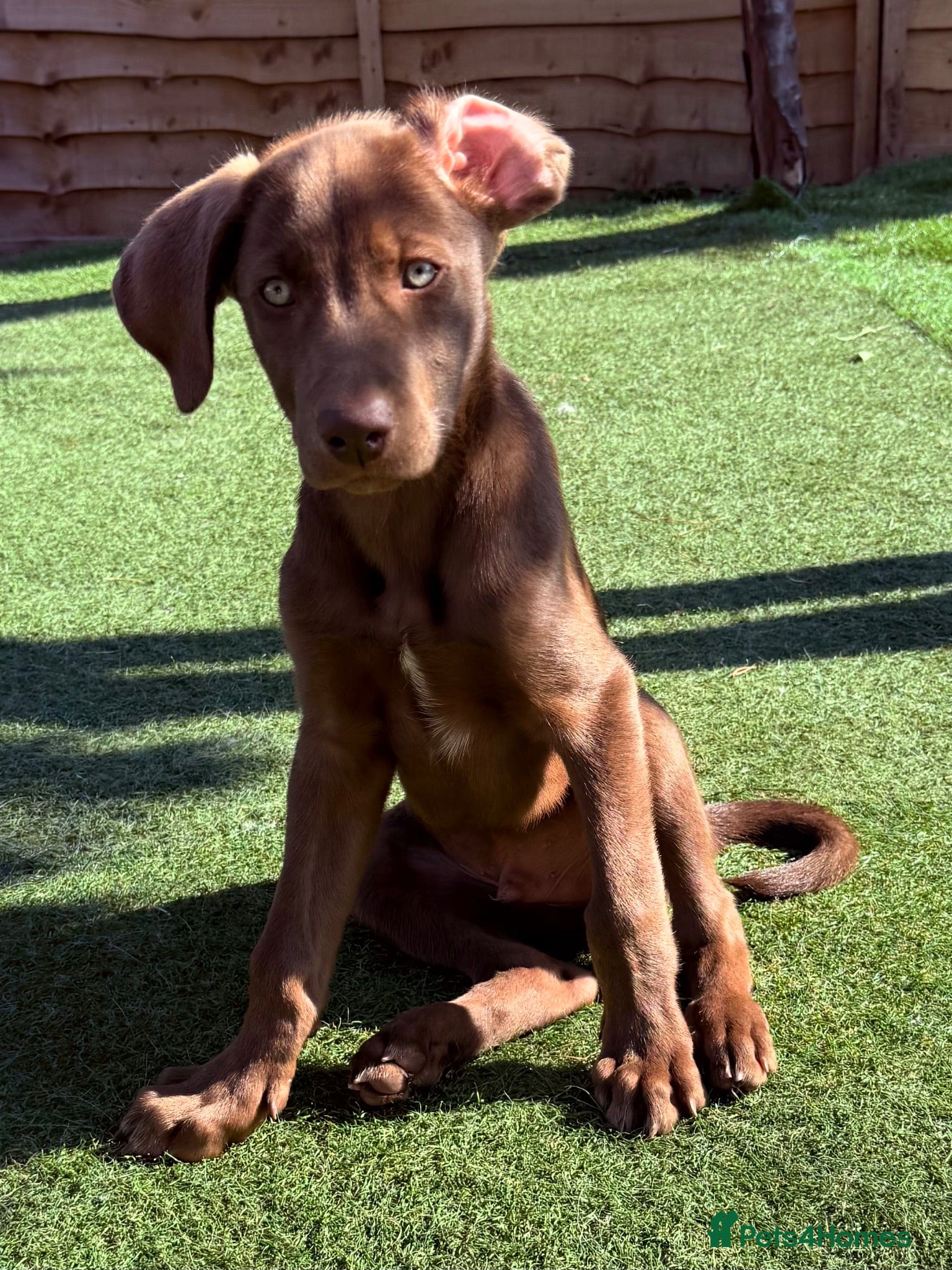 Mixed Breed dogs 2 boys 🏡 Weimaraner X Husky Shepherd READY NOW  - Advert 2
