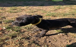 Mixed Breed dogs for sale: 3 BOYS LEFT - American Staffordshire bull terriers - Image 9