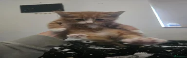 Mixed Breed 3