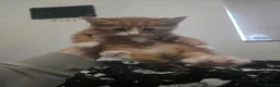 Mixed Breed cats for sale: Maine Coon x Ragdoll - Advert 8