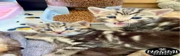 Bengal cats for sale: ⭐️ BENGAL KITTENS FOR SALE! ⭐️🩷❤️🧡💛💚🩵💙💜 - Advert 24