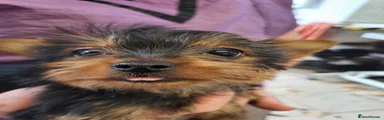 Yorkshire Terrier 2
